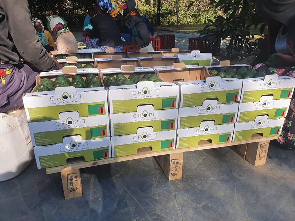20 palet w kontenerze Każda paleta ma 288 pudełek po 4 kg Cena Fob za 4 kg Hass 5,88 USD Fuerte 4,85 USD Jumbo 4,55 USD