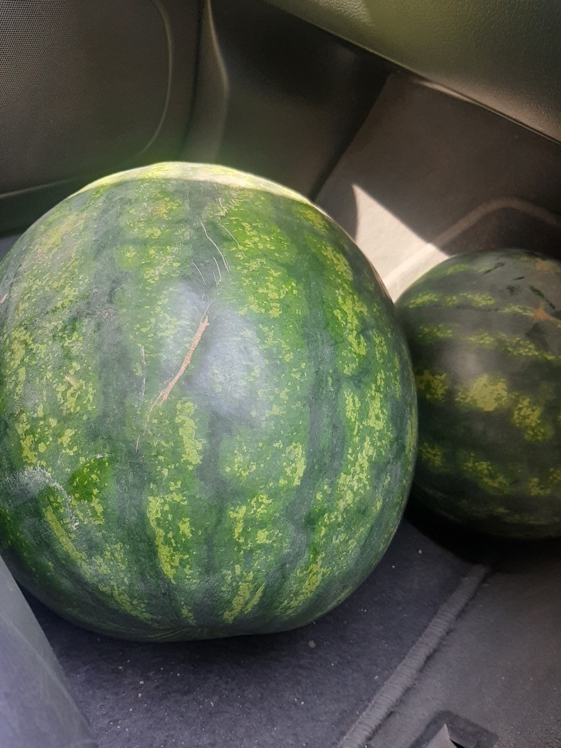 Sprzedam hurtowo arbuzy Sorrento, kolor ciemnozielony od 6 do 12 kg, miasto Svilengrad