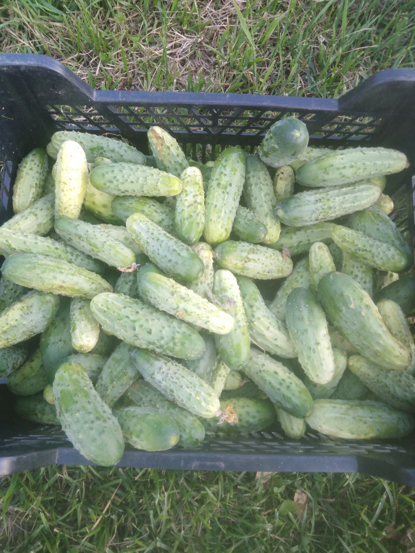 Sprzedam ogórki gruntowe odmiana śremski