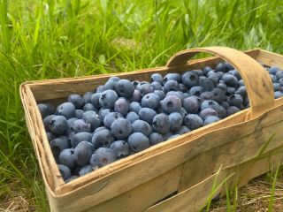 Sprzedam borówkę amerykańską z rodzinnej plantacji. Owoce ekologiczne nie
