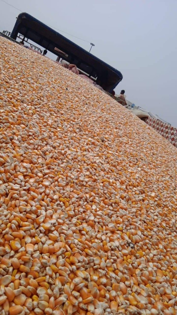 Kukurydza dostępna 1500 ton