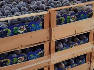 Sprzedaję czarne śliwki, aby uzyskać więcej informacji, napisz do