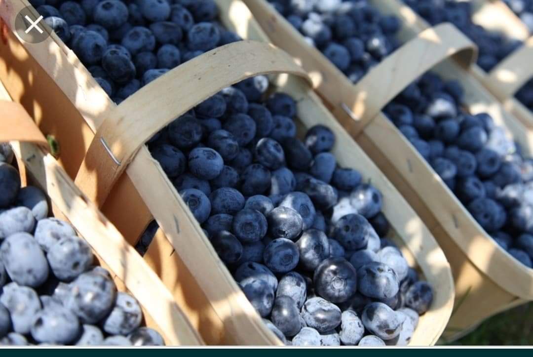 Witam, Oferuję sprzedaż borówki amerykańskiej zbieranej ręcznie z własnej plantacji