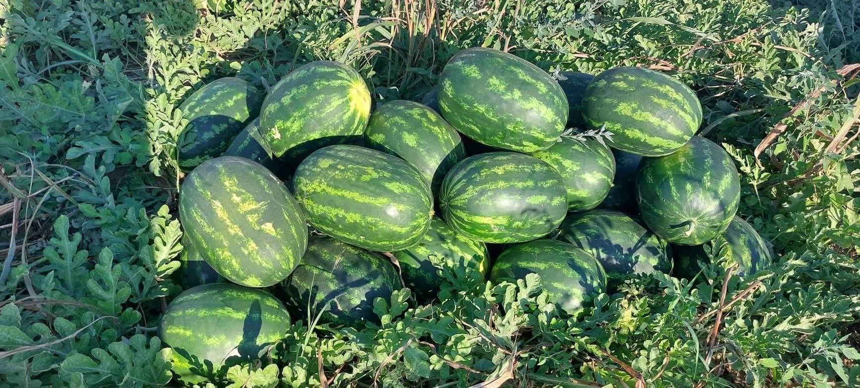 Arbuzy znajdują się w miejscowości Harmanli