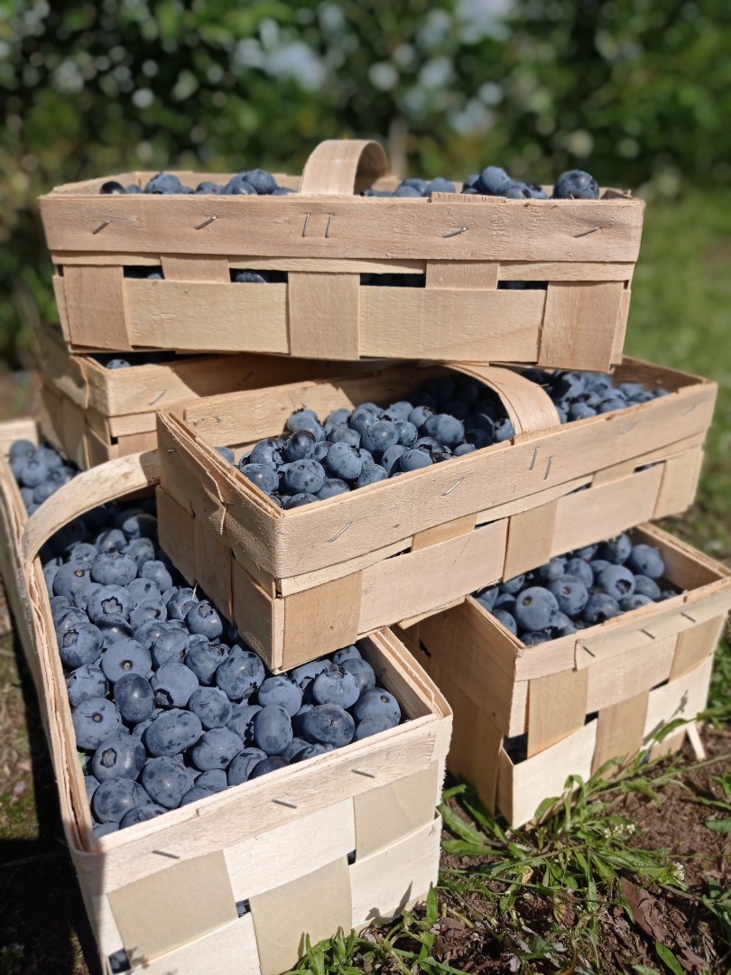 Sprzedam owoce Borówki Amerykańskie odmiany Ducke, Bluecrop, Chendler,Eliot obecnie dostępne ok 200kg odmiany Ducke sprzedaż detaliczna i hurtowa opakowanie