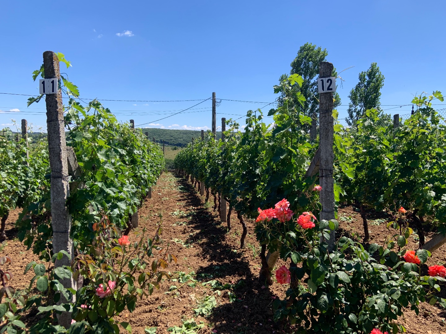 Sprzedajemy winogrona Cabernet Sauvignon