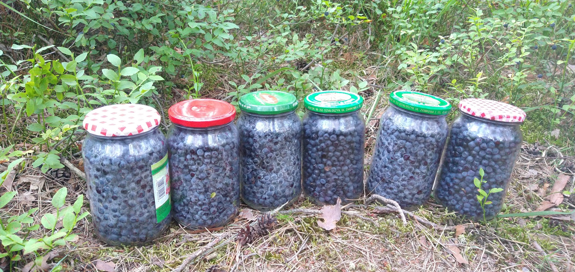 Przyjmę zlecenie na jagody