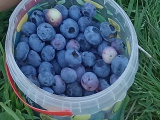 Sprzedam borówkę amerykańską, słodkie, duże owoce.