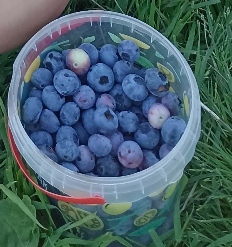Sprzedam borówkę amerykańską, słodkie, duże owoce