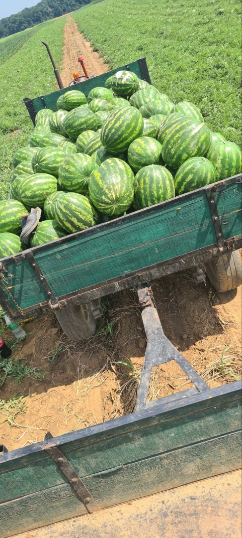 Arbuzy ze Sremu w Serbii od producenta rolnego przyjeżdżają pod Twój adres