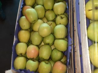Witam. Sprzedam jabłko Golden Delicious. Pakowane w drewniane skrzynki