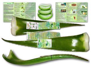 Organiczne liście Aloe Vera do spożycia i preparatów kosmetycznych