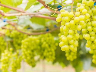 Zdrowe winogrona na wino z wysoką zawartością cukru na