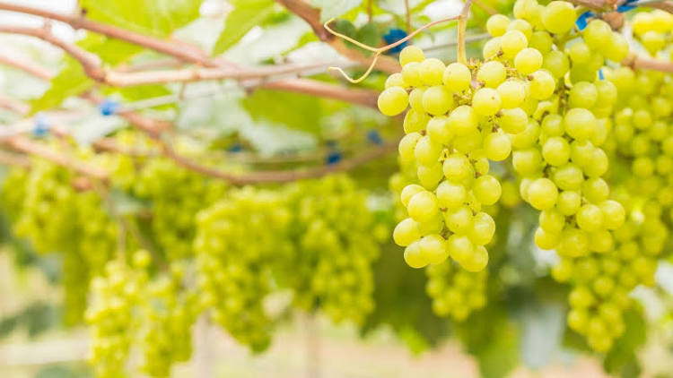 Zdrowe winogrona na wino z wysoką zawartością cukru na sprzedaż z wrześniowymi zbiorami