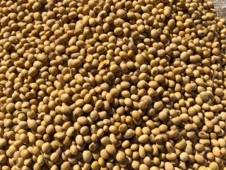 Sprzedam soję z własnego rolnictwa NIE GMO, białek 42,