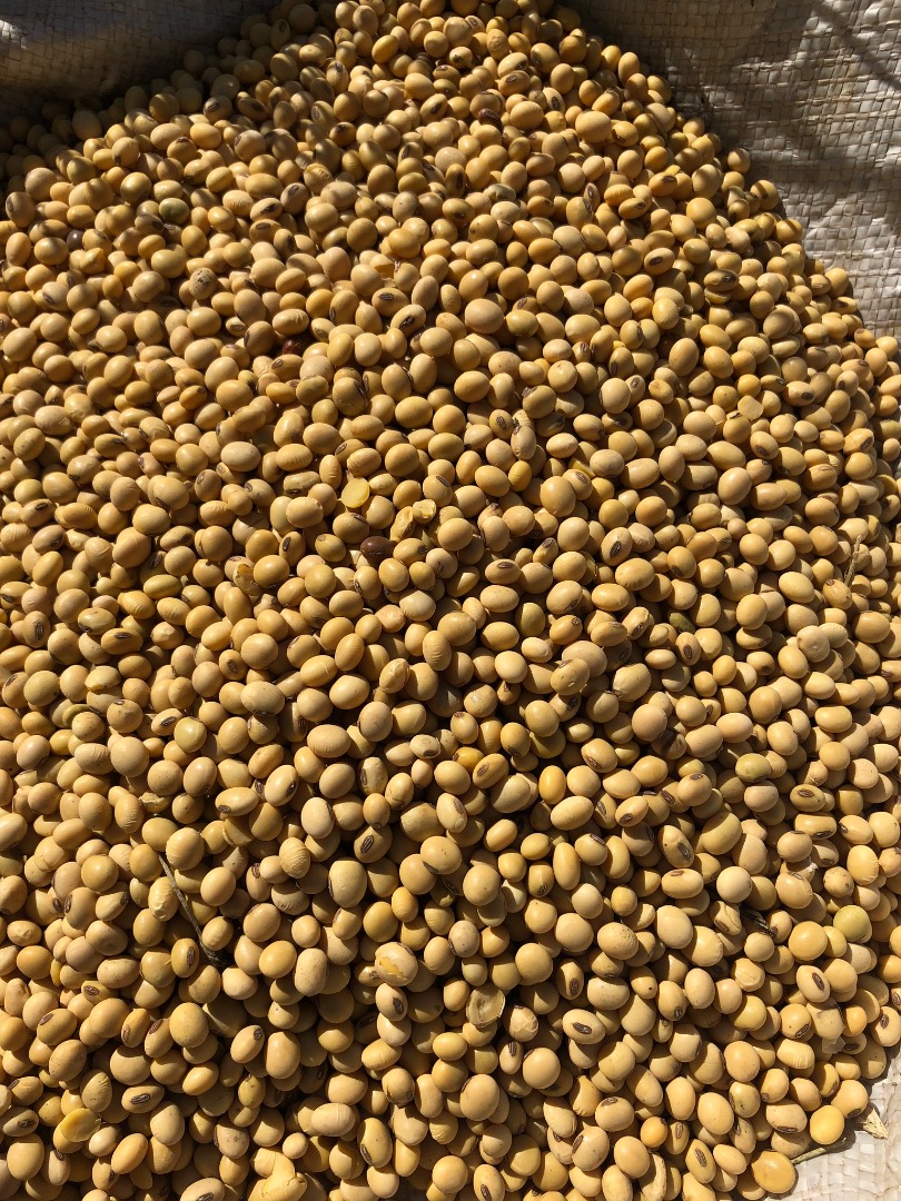 Sprzedam soję z własnego rolnictwa NIE GMO, białek 42, wilgotność 12%