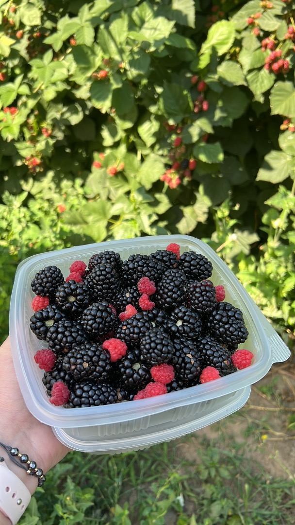 Jakość Mure 1 superior Bacau, Rumunia Sposób dostawy w 1 kg zapiekanki lub luzem