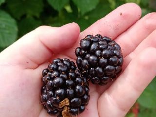 Sprzedam jeżyny szczepione Thornfree, prosto z plantacji. Sprzedawany jest