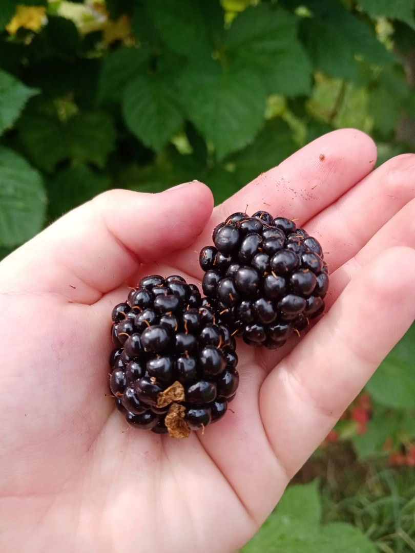 Sprzedam jeżyny szczepione Thornfree, prosto z plantacji