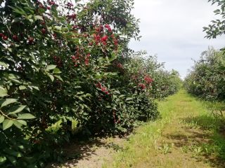 Sprzedam wiśnię "ŁUTÓWKĘ" , rwana ręcznie , wybór opakowań
