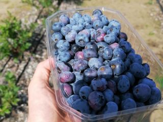 Witam, sprzedam borówkę amerykańską, zerwe na zamówienie, cena 15