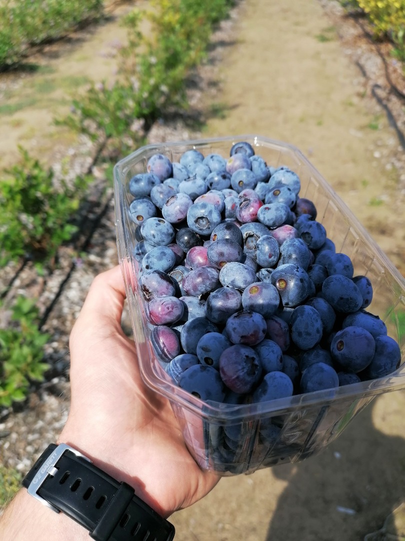 Witam, sprzedam borówkę amerykańską, zerwe na zamówienie, cena 15 zł za kilogram