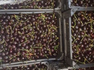 Sprzedam czereśnię : Staccato jasna oraz kordia ciemna hurtowe