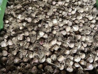 Witam posiadam do sprzedania dużą ilość czosnku zimowego odmiany