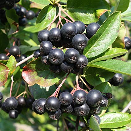 Posiadam 20.000kg aronii Nero czyli 100% EKOLOGICZNEJ