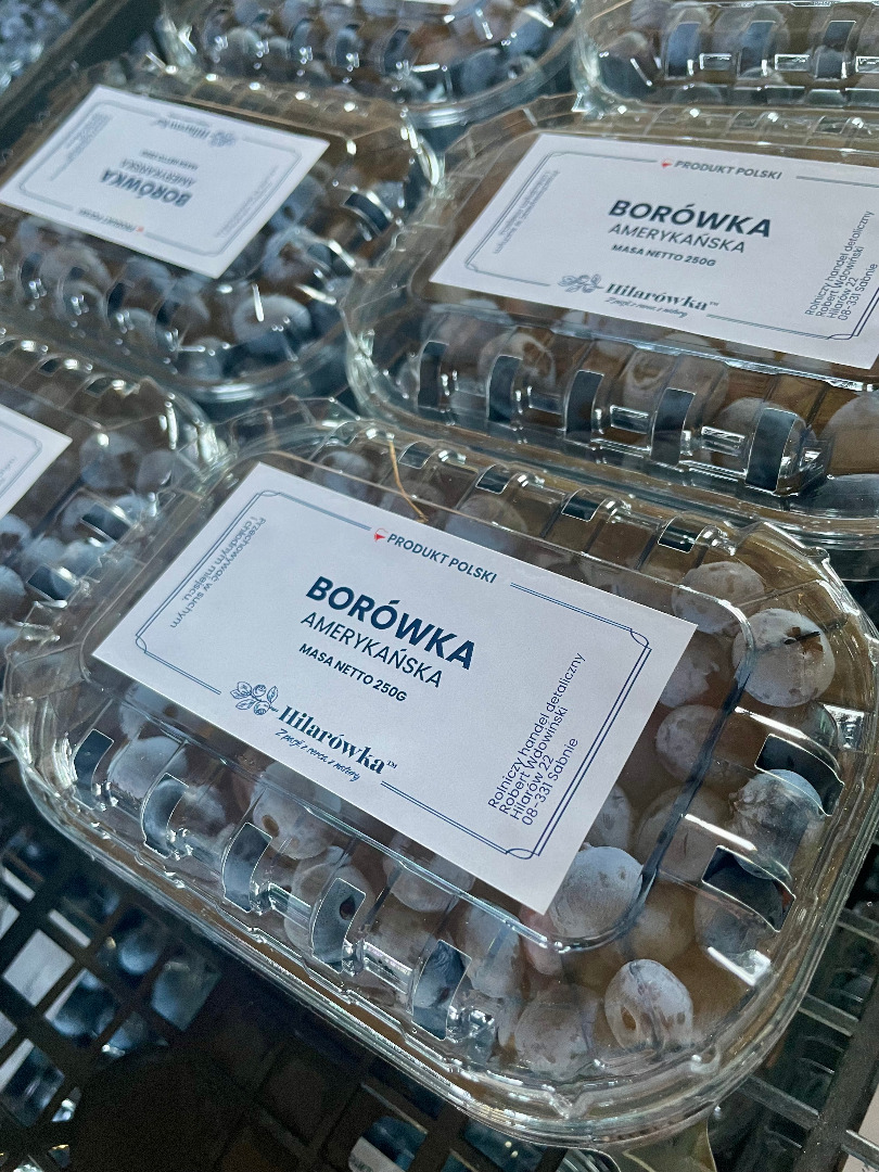 Sprzedam borówkę amerykańską