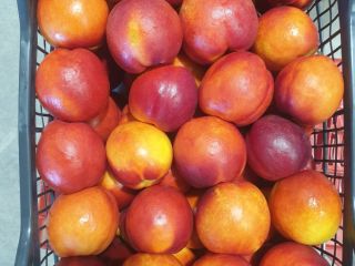 nectarine ,piersici prune ,pere ,gutui la pret de producator