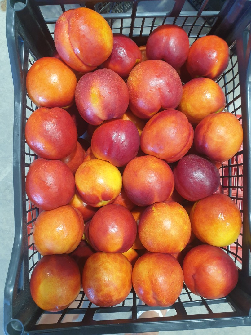 nectarine ,piersici prune ,pere ,gutui la pret de producator din GRECIA tessaloniki contact