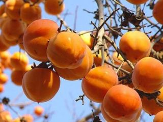 Mamy pola w Azerbejdżanie. Możliwa jest dostawa produktów naturalnych