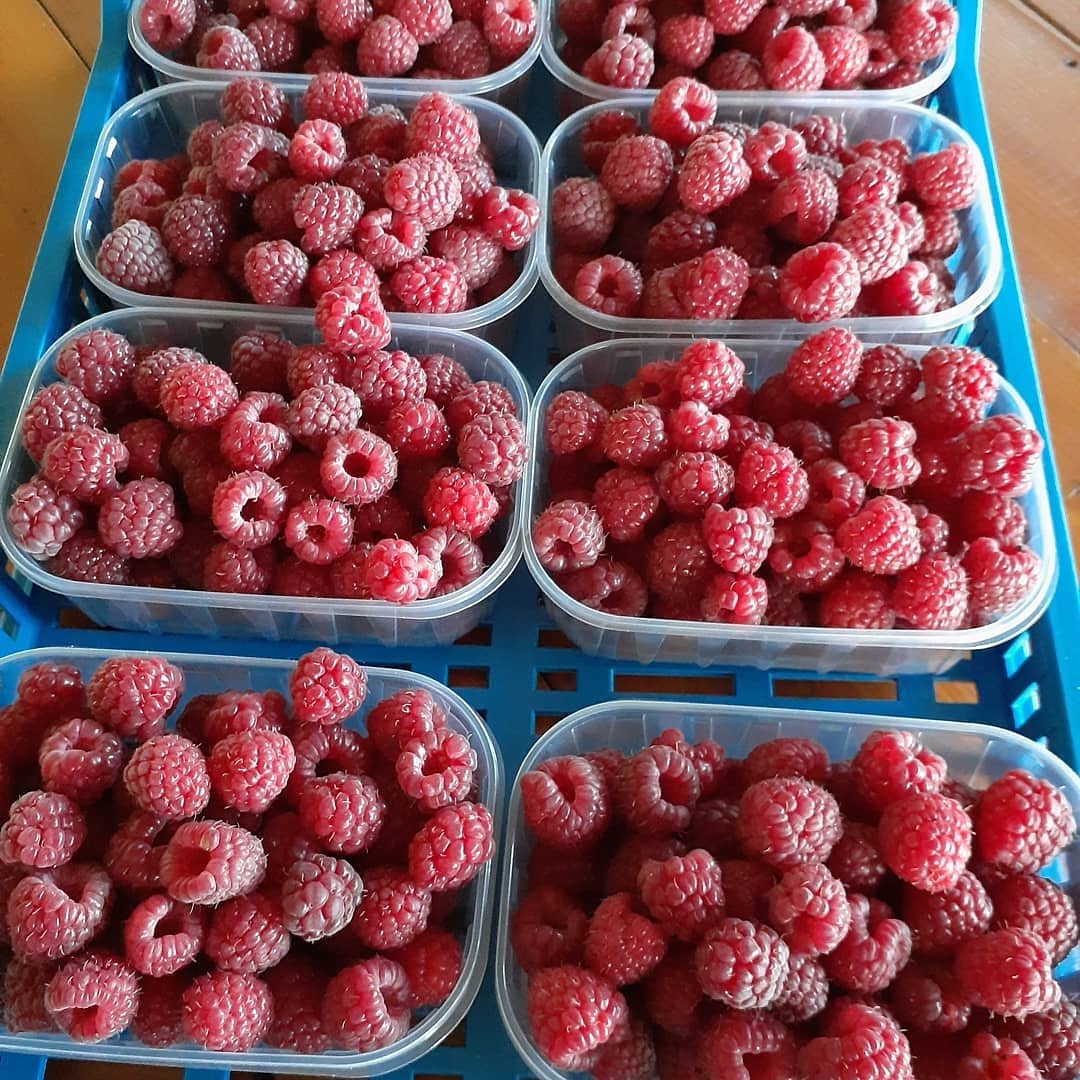 Sprzedam 9 ton mrożonych malin odmiany Vilamet i Miker