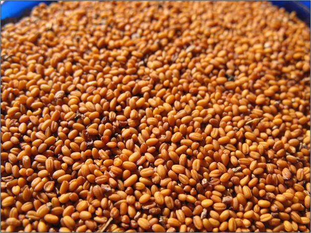 Nasza firma SEEDMARKET LLC, z siedzibą w Moskwie, Rosja, zajmuje się hurtową sprzedażą zbóż, roślin strączkowych i nasion oleistych w kraju i za granicą