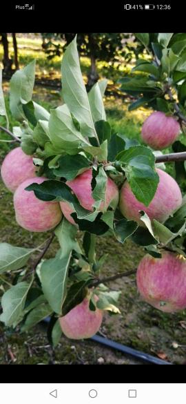 I sell this years Apple kind nów piros next gala must and jeronimo, champion, redjonaprince, ligol red