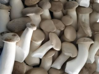Posiadam w sprzedaży grzyby Eryngi King Oyster