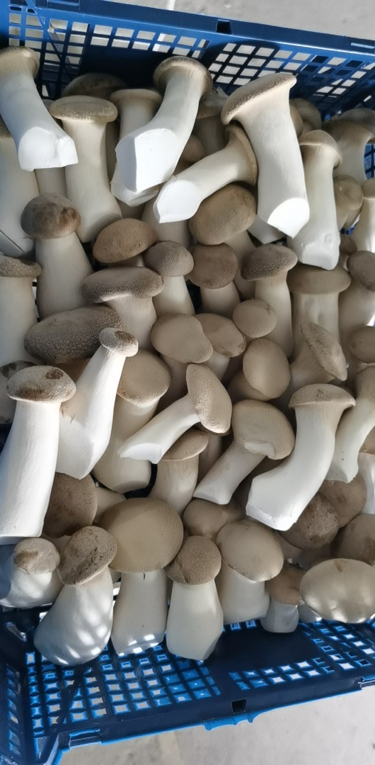 Posiadam w sprzedaży grzyby Eryngi King Oyster