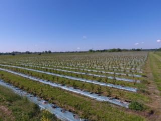 Ukraińska firma rolnicza „Eco Park” została założona w 2015