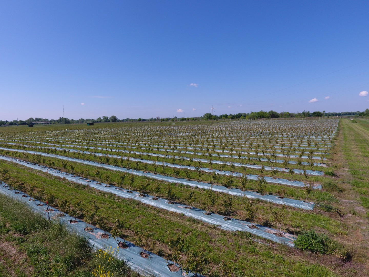 Ukraińska firma rolnicza „Eco Park” została założona w 2015 roku