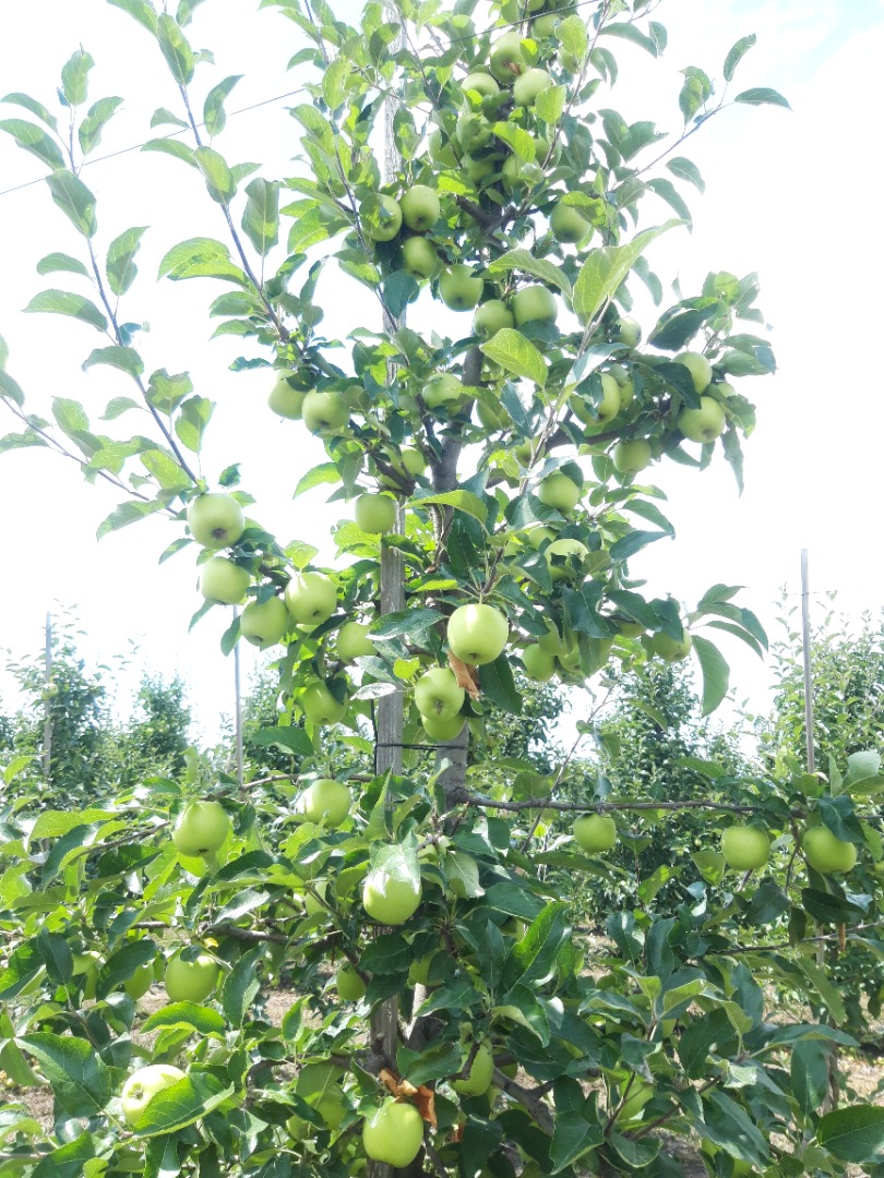 hello, I will sell a summer apple Celeste, it is also called "Summer Golden" It is considered a standard of taste among apples, extremely sweet!