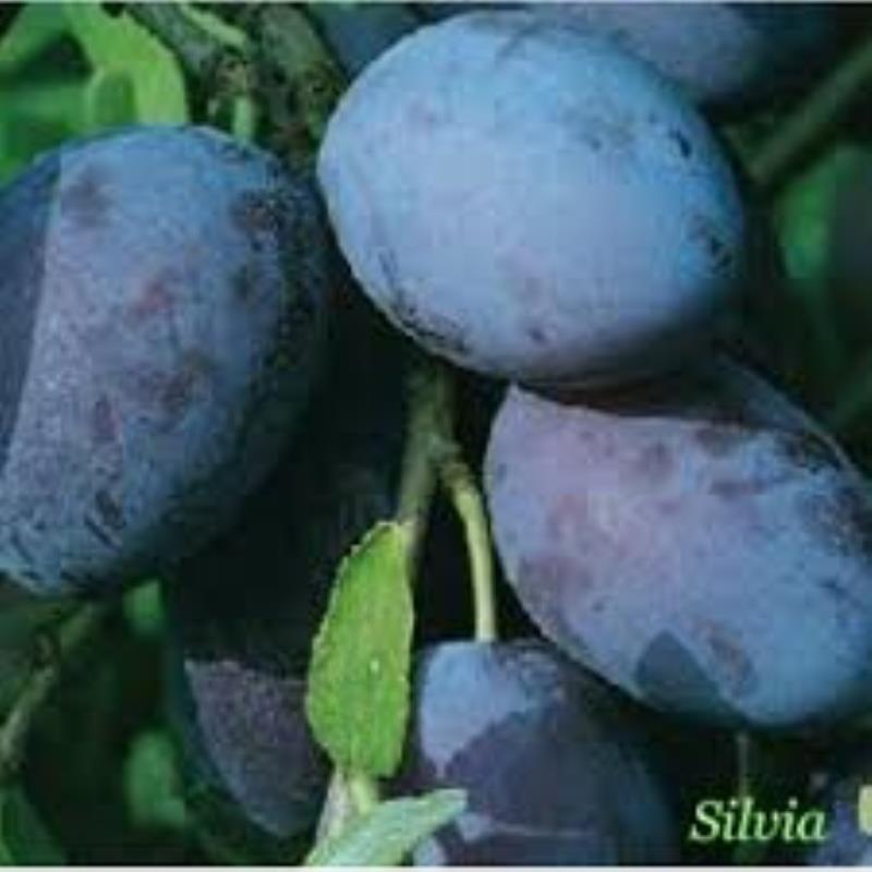 Sprzedam śliwki odmiany AUGUST DELIGHT, BLUE MOON, GROSSA DI FELISIO i STANLEY