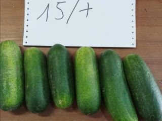 Sprzedam w ilościach tonowych ogórki gruntowe: 15+ 100€/t 12-15