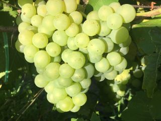 Sprzedam winogrona stołowe Chasselas oraz winogrona do produkcji wina