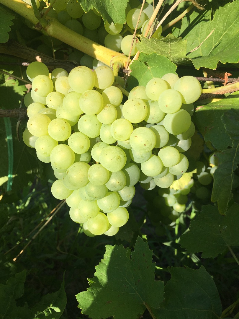 Sprzedam winogrona stołowe Chasselas oraz winogrona do produkcji wina Fetească, Galbena de Odobesti, Aligote, Merlot