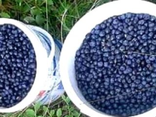 Sprzedam swierze jagody leśne z Gór Izerskich zbierane co