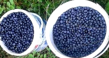 Sprzedam swierze jagody leśne z Gór Izerskich zbierane co dziennie.cena za litr to 15 zł