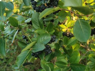 Witam. Sprzedam świeże owoce aronii. Plantacja utrzymana bez oprysków