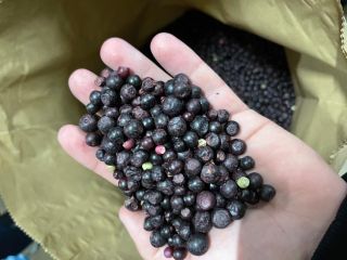 Jagoda mrożona ,klas B ,po 25kg,cena 3.35€