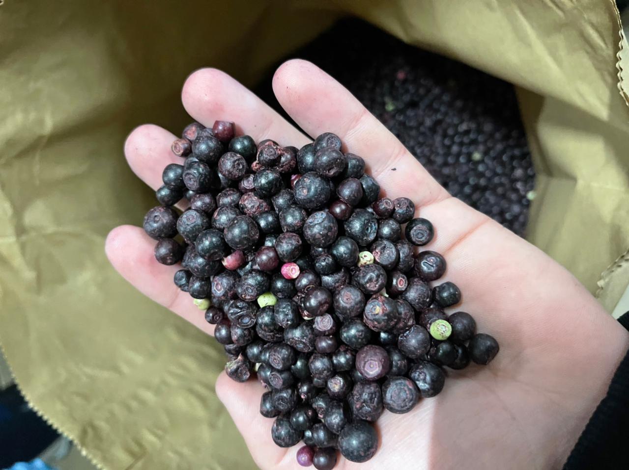 Jagoda mrożona ,klas B ,po 25kg,cena 3.35€
